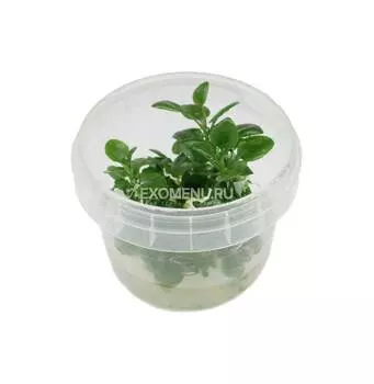 Лобелия кардинальская (Lobelia cardinalis)меристемная