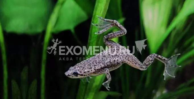 Лягушка карликовая аквариумная