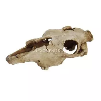 LUCKY REPTILE Декорация для террариума, череп "Skull Cow", 22.5х12.5х8.5см (Германия)