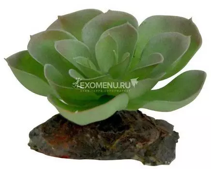 LUCKY REPTILE Декоративное растение для террариумов "Echeveria", зеленое с красным, 8см (Германия)