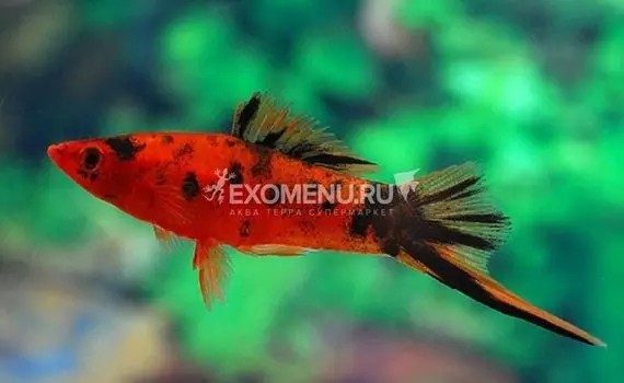 Меченосец красный ситцевый 4-5 см (Xiphophorus hellerii)