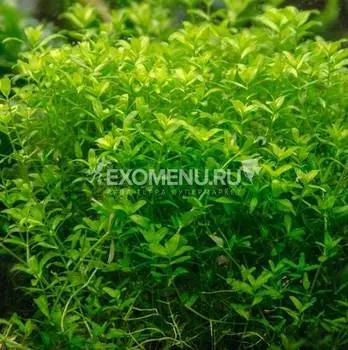 Микрантемум (Хемиантус) Микрантемойдес меристемное