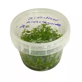 Микрантемум (Хемиантус) Микрантемойдес меристемное