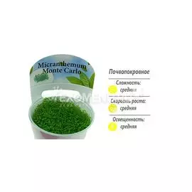 Микрантемум Монте Карло (Micranthemum sp. Monte Carlo) меристемное
