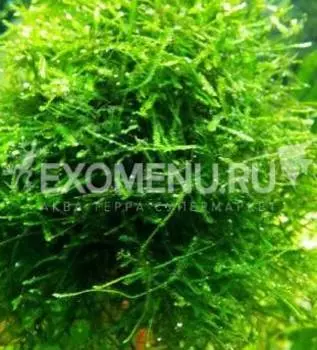 Мох Анчер (на пластине)