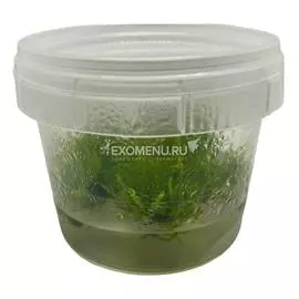 Мох Плакучий (Vesicularia ferrr Weeping) меристемное