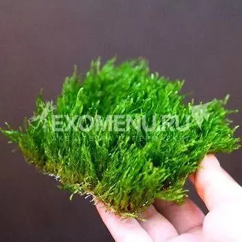 Мох Пламя на пластинке (аквадекор)