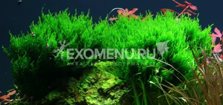 Мох Пламя (Taxiphyllum sp. Flame) меристемное