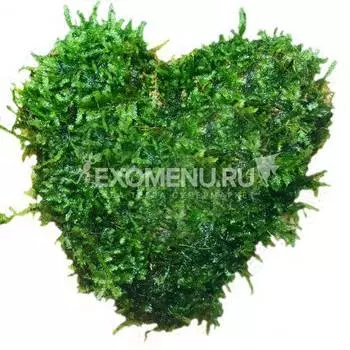 Мох яванский, сердце