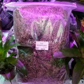 Мох террариумный