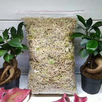 Мох террариумный чистый (1л)