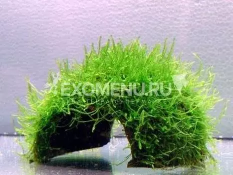 Мох Яванский на кокосе