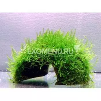 Мох Яванский на кокосе XL