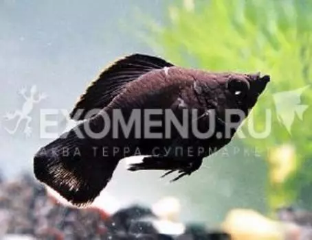 Моллинезия баллон чёрная 3-3,5см. (Poecilia latipinna)