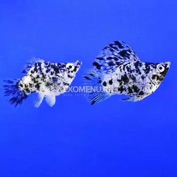 Моллинезия баллон мраморная 3-3,5см