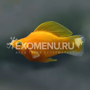 Моллинезия баллон оранжевая 3-3,5см.