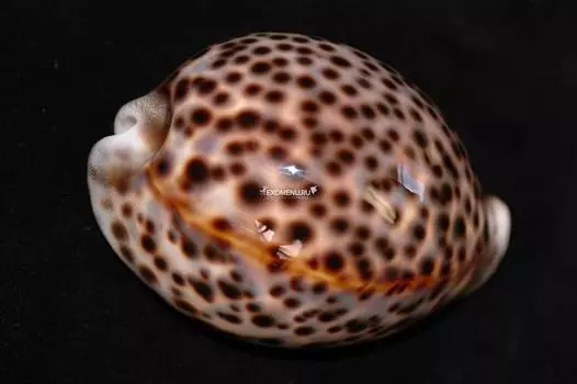 Морская раковина Ципрея Тигрис средняя