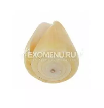 Морская раковина Конус Вирго большой