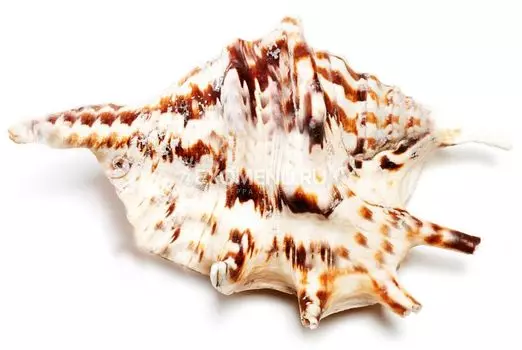 Морская раковина Ламбис Тигровый большой 16-17 см