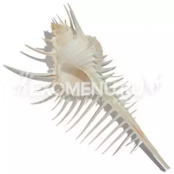 Морская раковина Мурекс Пектен (Гребень Венеры) 3