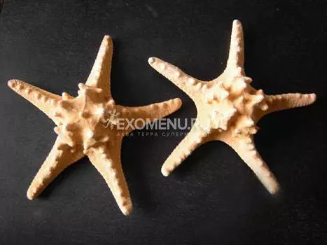 Морская звезда Jungle 5-6"