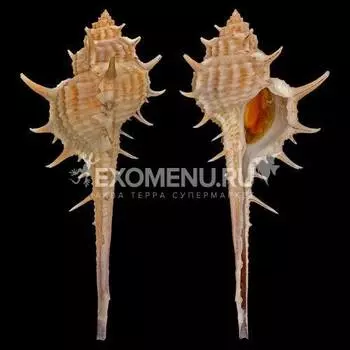 Мукрекс Трапа №2