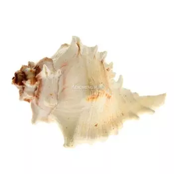 Мурекс Вержинеус №3