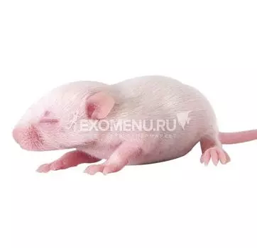 Мышь опушенная