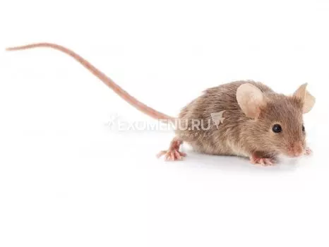 Мышь подросток