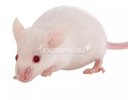 Мышь взрослая