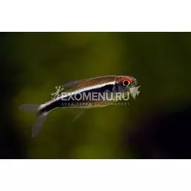 Неон чёрный (Hyphessobrycon herbertaxelrodi)