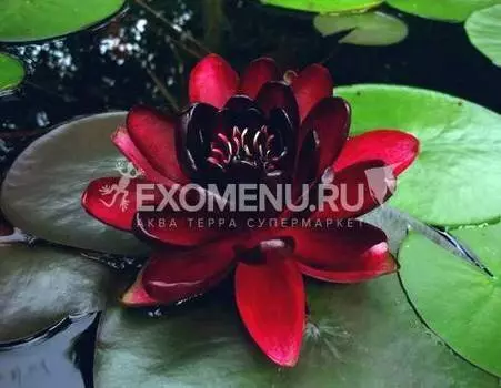 Нимфея Black Princess, красная, корневище