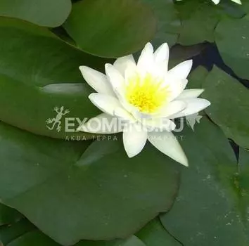 Нимфея Хэрминэ (Nymphaea Hermine)