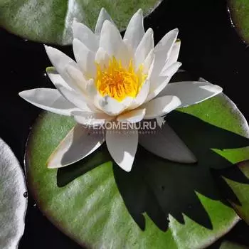 Нимфея Marliacea Albida, белая, корневище