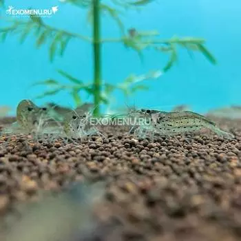 (nrb)Креветка Амано