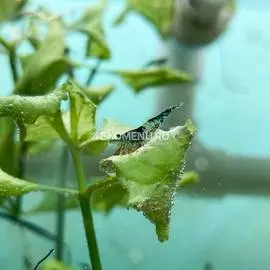 (nrb)Креветка Neocaridina davidi