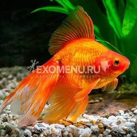 !(nrb)Вуалехвост красный, SM