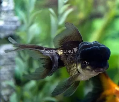 Оранда чёрная (Carassius auratus)