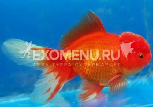 Оранда красная M