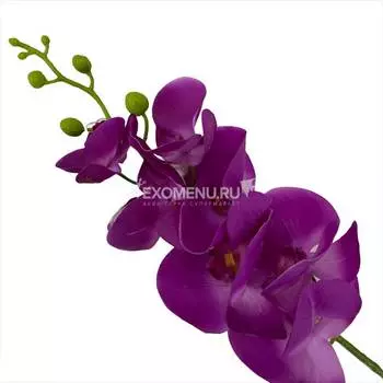 Орхидея 1 (В ассортименте)