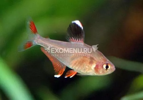 Орнатус (Hyphessobrycon bentosi bentosi)
