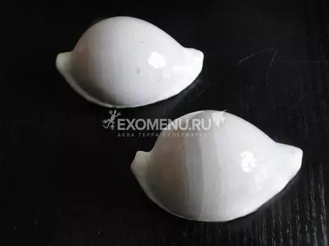 Овула Овум 7-8 см