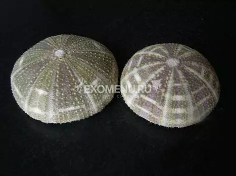 Панцирь морского ежа Альфонс