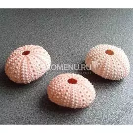 Панцирь морского ежа розовый