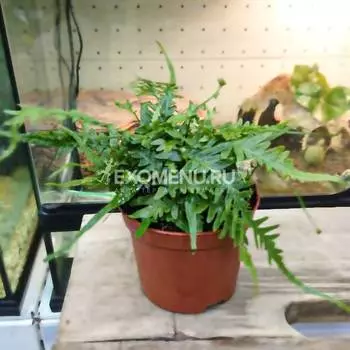 Папоротник драконьего хвоста (Asplenium Ebenoides Dragon's)