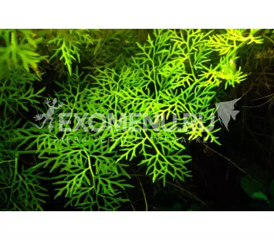Папоротник индийский (сeratopteris thalictroides), с грузом