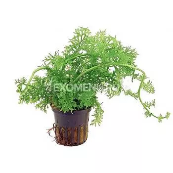 Папоротник индийский (сeratopteris thalictroides) в горшке