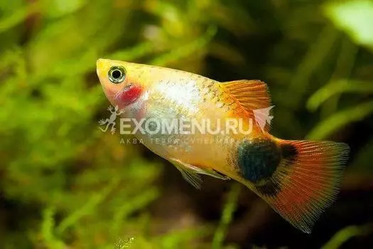 Пецилия "микки" ассорти