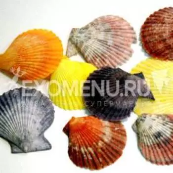 Пектен цветной парный 1-2"