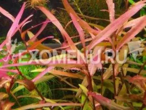 Персикария sp. Kawagoeanum меристемная